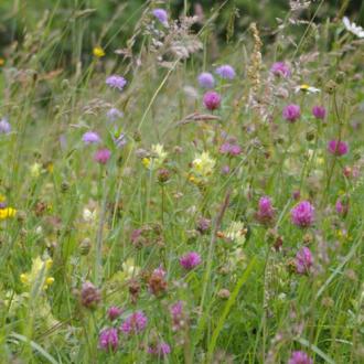 photo fleurs parc des pyrenees