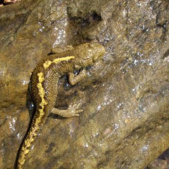 Calotriton Crédit Parc national des Pyrénées - Didier Melet