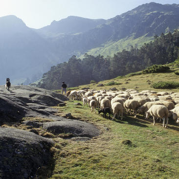 La tradition pastorale