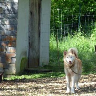 Le Repaire des Huskys au repos WEB Le Repaire des Huskys au repos WEB