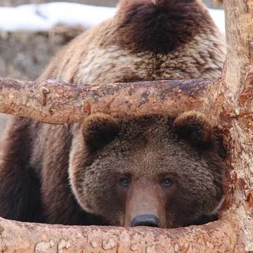 Maison de l'ours 2018 web Maison de l'ours 2018 web
