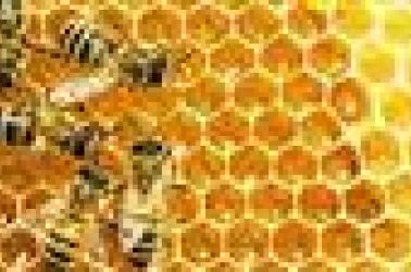 ABEILLES-8