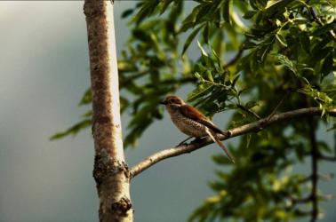 Oiseau
