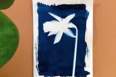 Cyanotype (2)