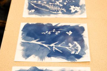 Cyanotype ©thomasaguillon_piau (3)
