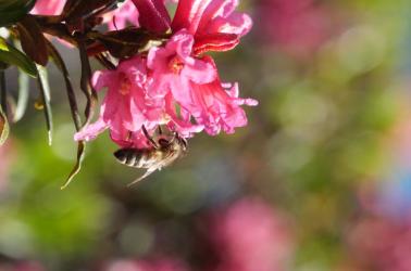 faune_flore_22@piauengaly (22)