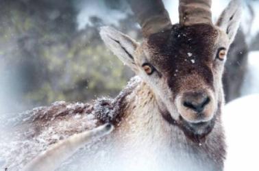 Conférence Bouquetin