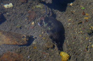Desman